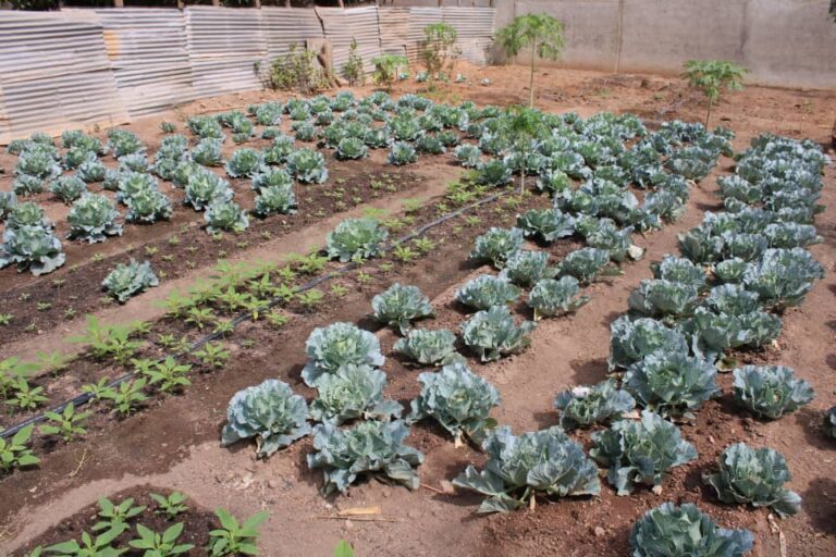 Légumes maison, santé garantie : la révolution verte commence chez soi